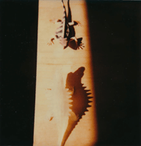 Celia Cooke polaroid